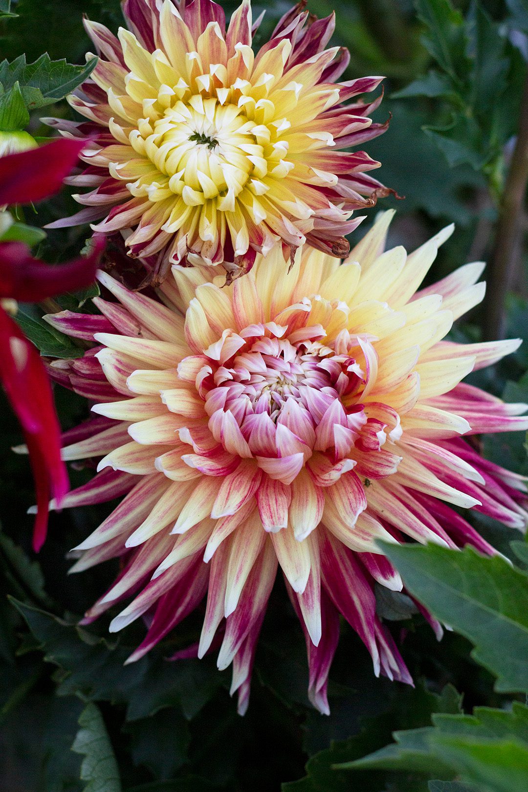 Dahila - Floral Ridge Farms