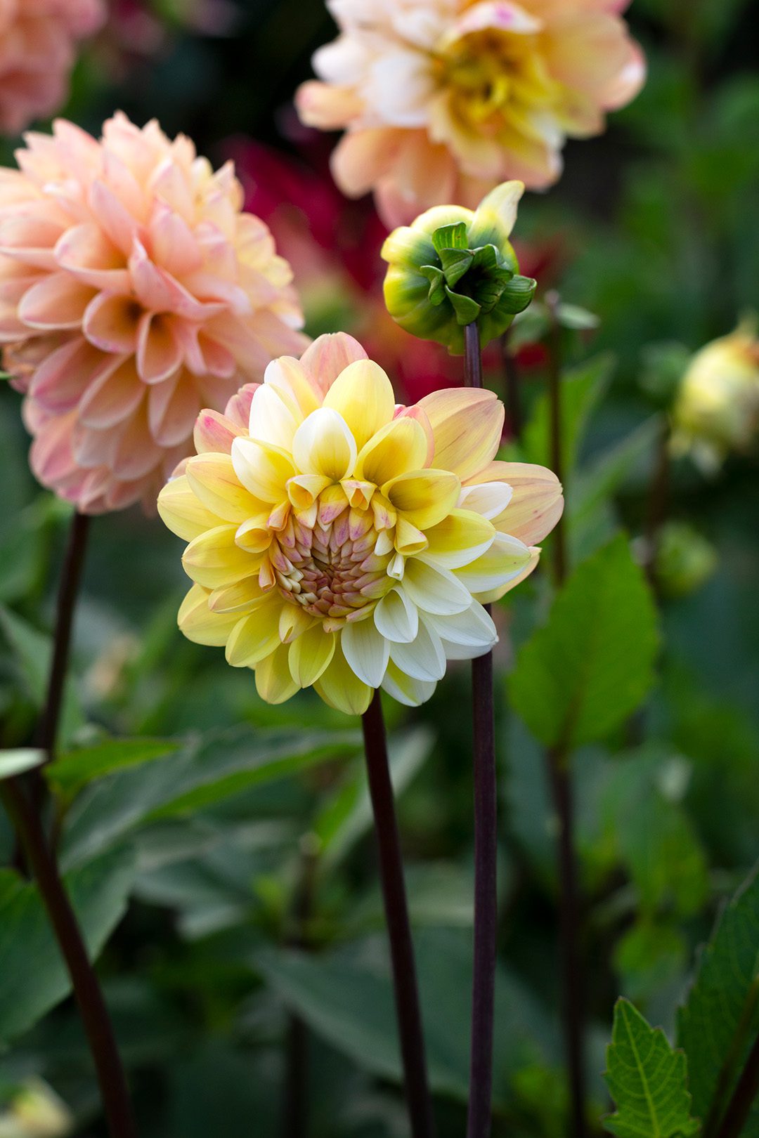Dahlia - Floral Ridge Farms