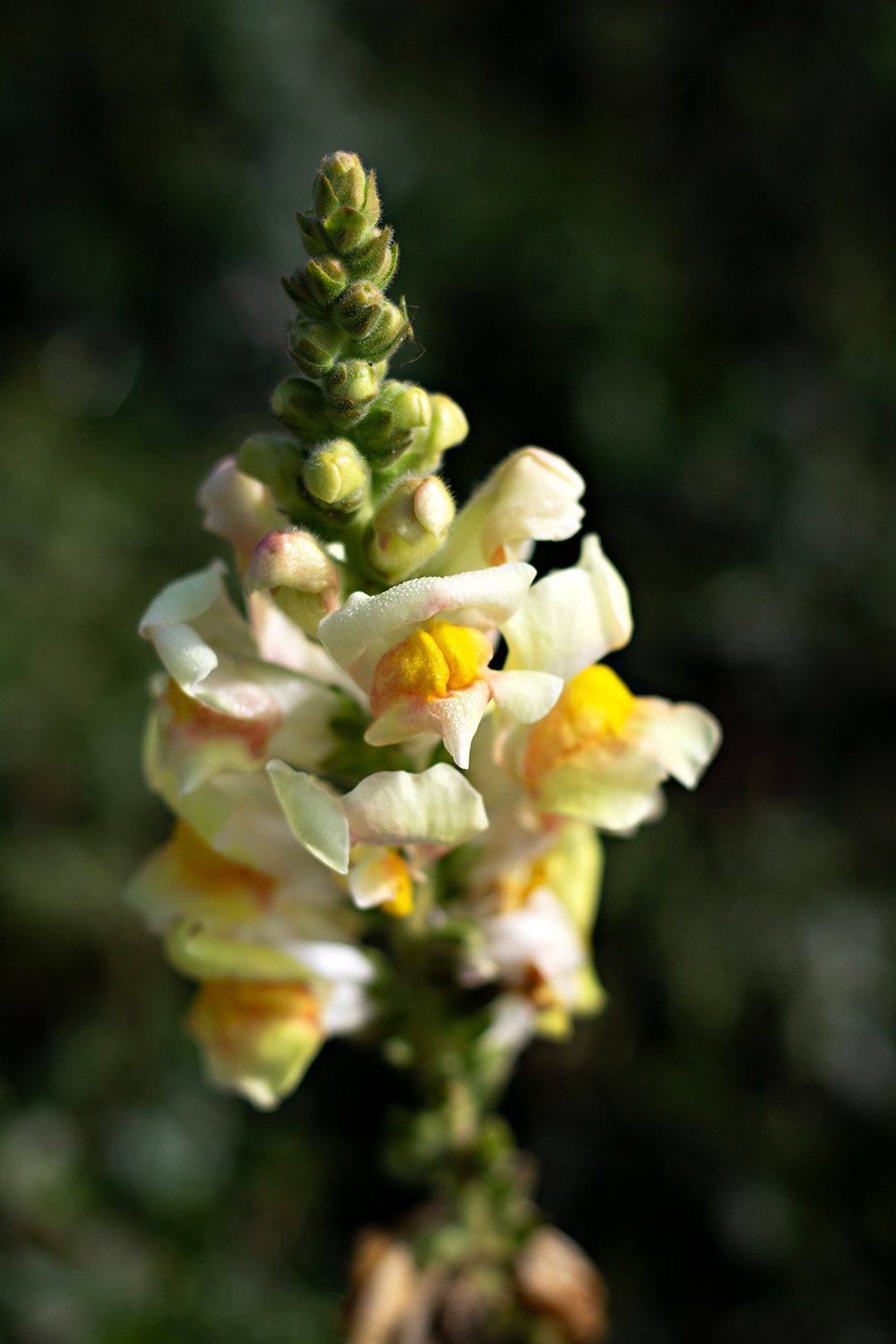 Snapdragon - Floral Ridge Farms