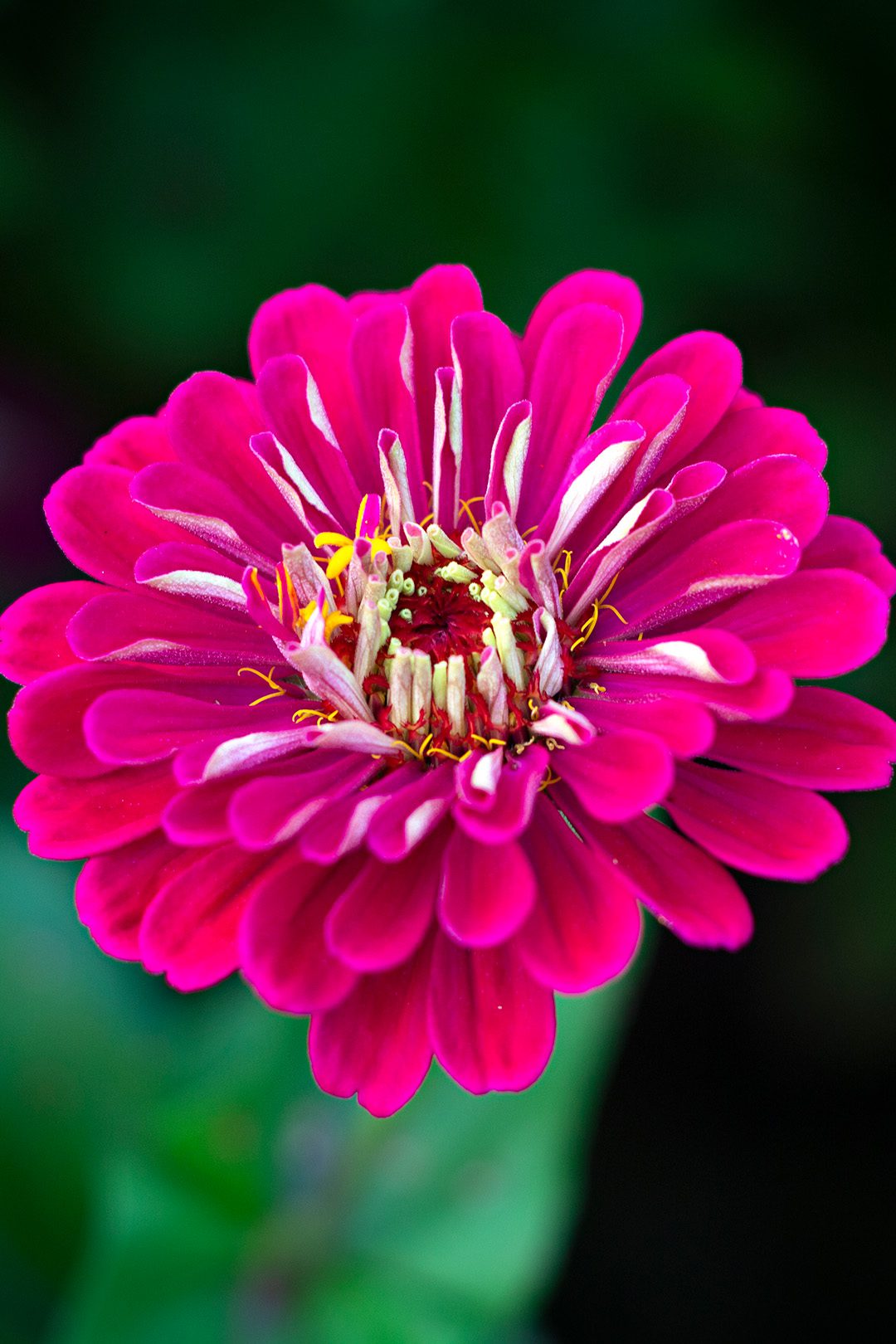 Zinnia - Floral Ridge Farm