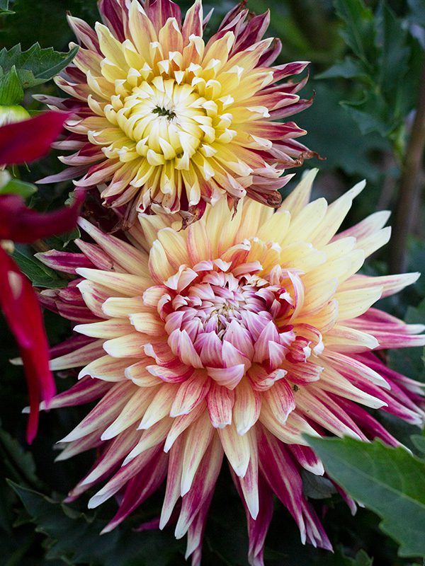 Floral Ridge Farm Seasonal and Bridal Buckets