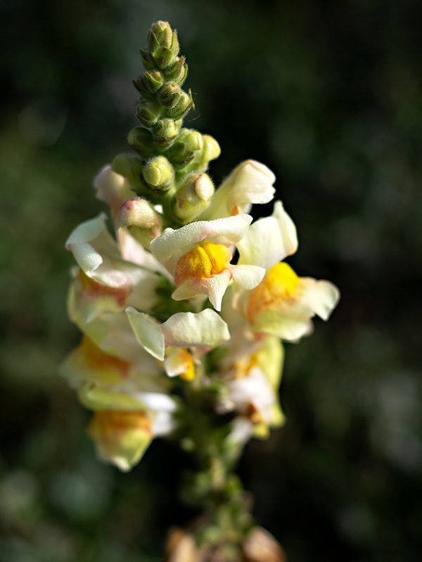 Floral Ridge Farm Seasonal and Bridal Buckets