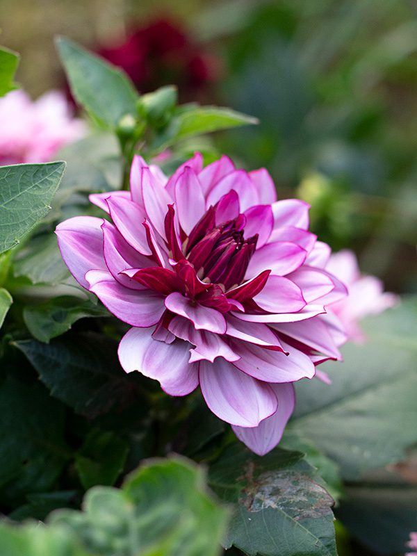 Floral Ridge Farm Seasonal and Bridal Buckets