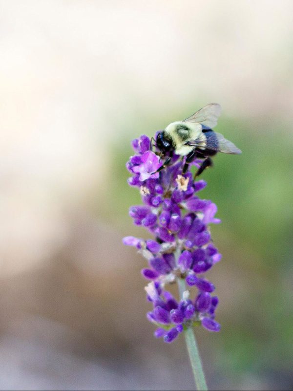 Floral Ridge Farm Visit Our Farmstead