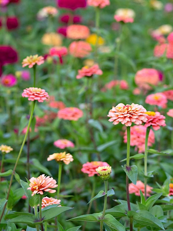 Floral Ridge Farm Visit Our Farmstead