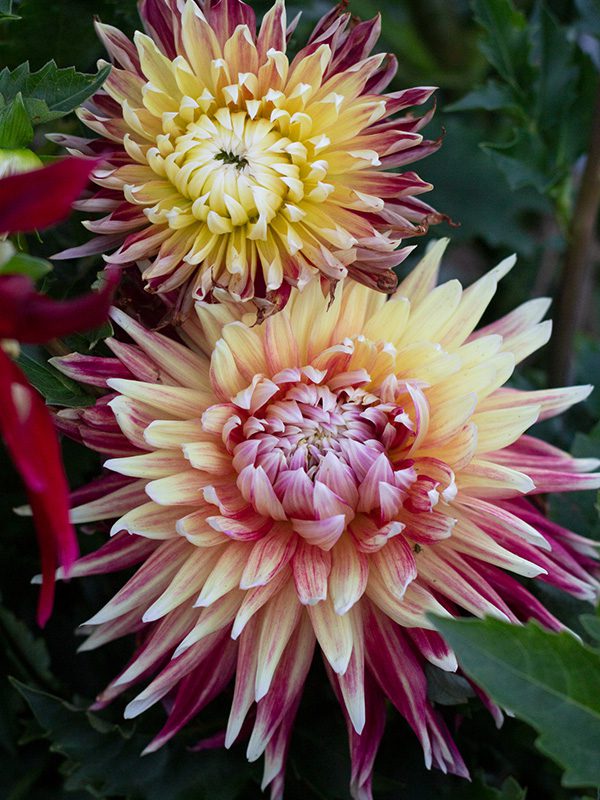 Floral Ridge Farm Visit Our Farmstead