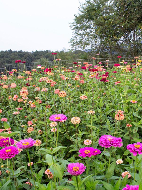 Floral Ridge Farm Visit Our Farmstead
