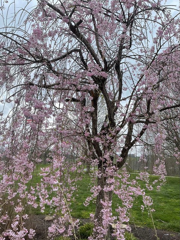 Floral Ridge Farm Visit Our Farmstead