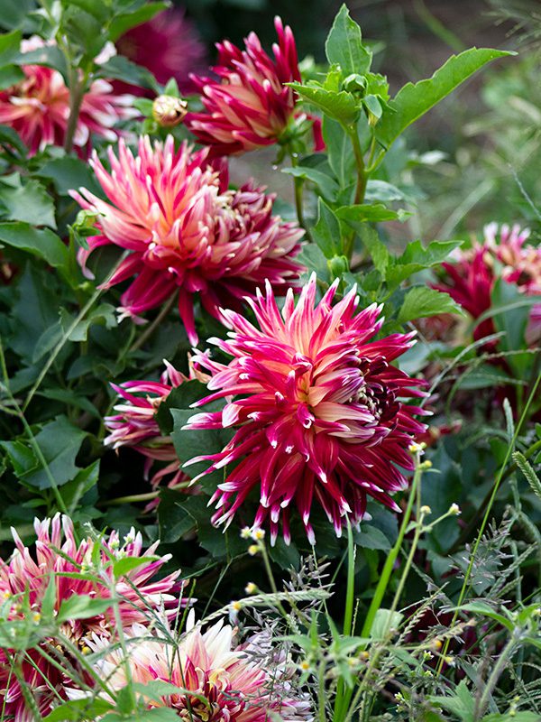 Flower Subscription Shares