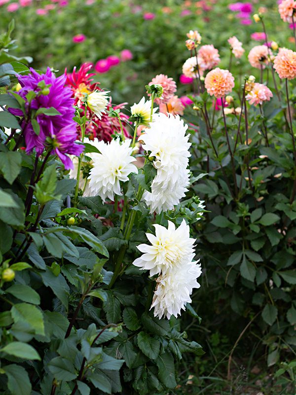 Flower Subscription Shares