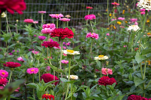 Flower Subscription Shares