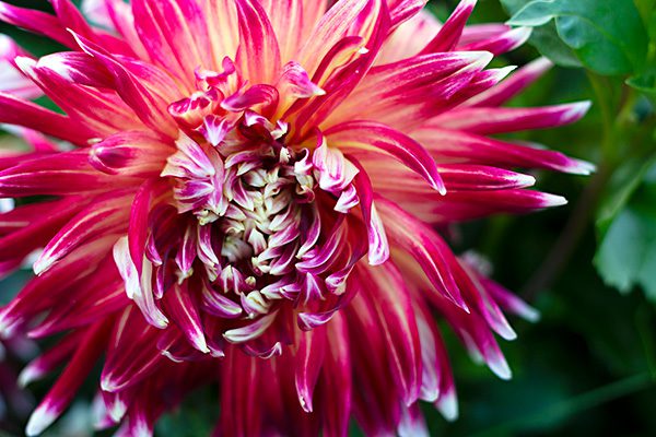 Flower Subscription Shares