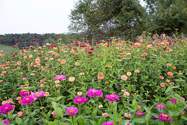 Flower Subscription Shares