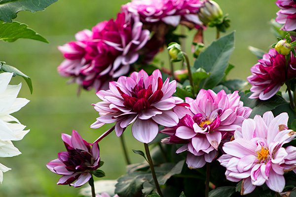 Flower Subscription Shares