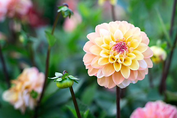 Flower Subscription Shares