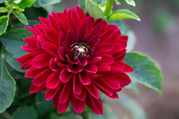 Flower Subscription Shares