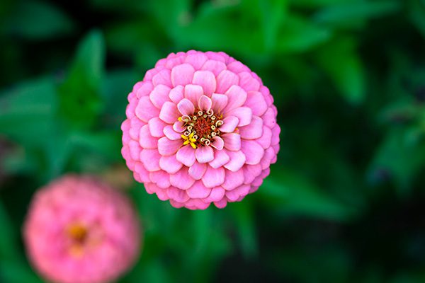 Flower Subscription Shares