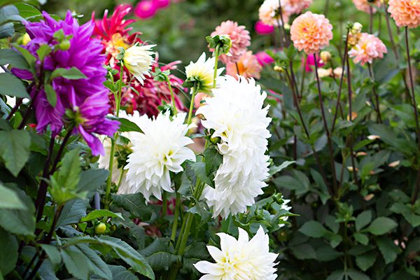 Flower Subscription Shares