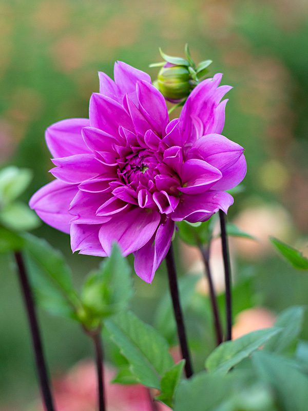 Special Occasion Flowers