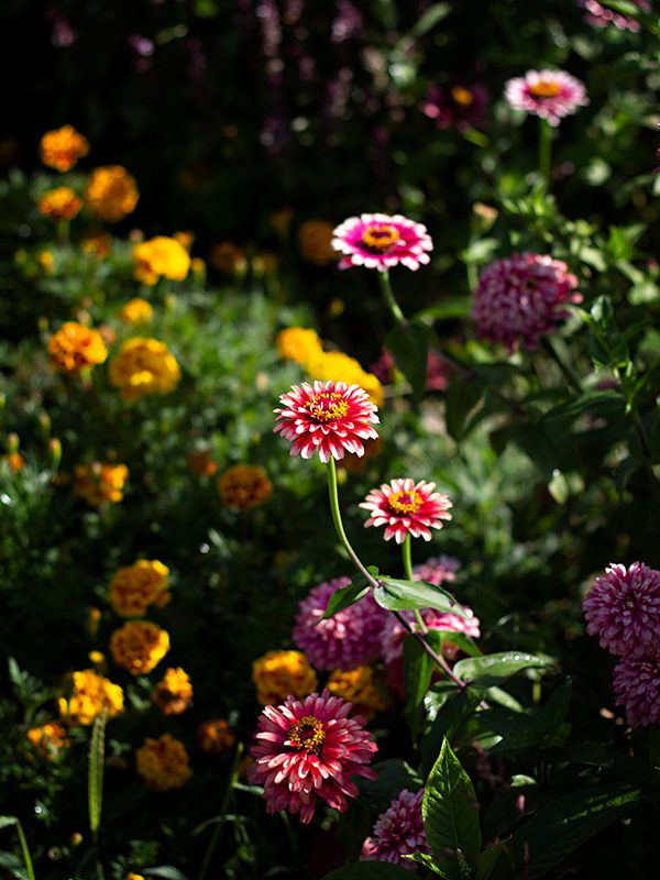 Special Occasion Flowers